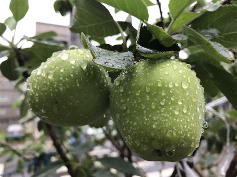 適合 北部種植的果樹|藍山園藝